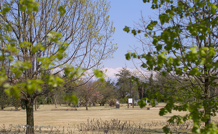 花を探しに植物園へ Vol.01_f0150682_20540052.jpg