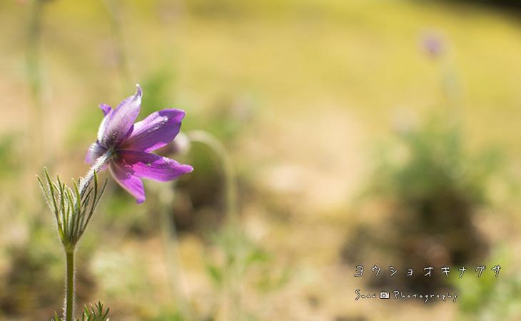 花を探しに植物園へ Vol.01_f0150682_20540344.jpg