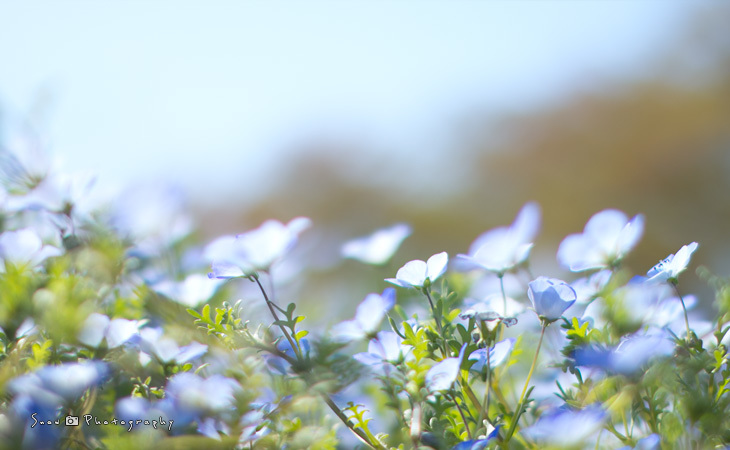 花を探しに植物園へ Vol.01_f0150682_20552220.jpg