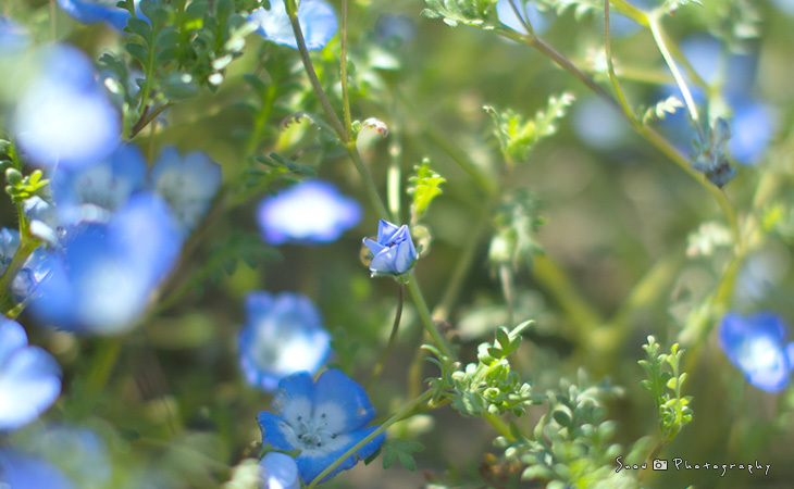 花を探しに植物園へ Vol.01_f0150682_20552671.jpg