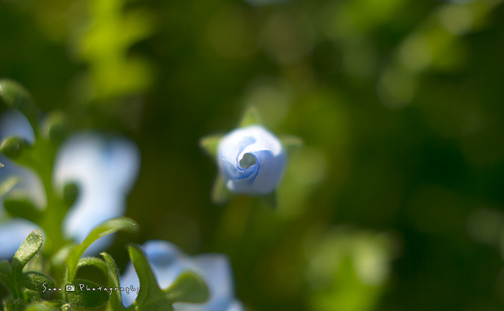 花を探しに植物園へ Vol.01_f0150682_20554131.jpg