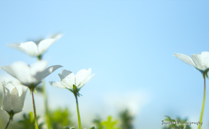 花を探しに植物園へ Vol.01_f0150682_21102939.jpg