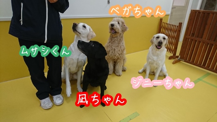 お座り 第二弾!!_f0357682_16533583.jpg
