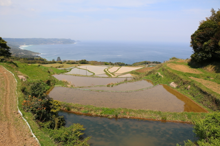 海が見渡せる美しい棚田_c0338583_23365465.jpg