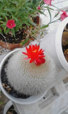 サボテン 花が咲きました 気軽に始めるイラスト 楽しもう サボテン 花が咲きました 気軽に始めるイラスト 楽しもう