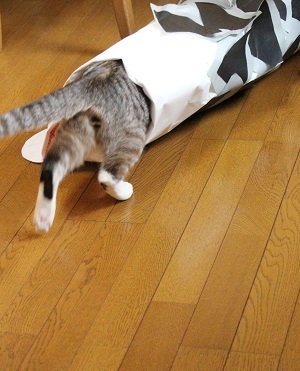 5月3日のおまけ_a0333195_16575277.jpg