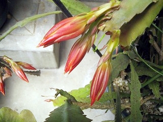 d0090001_2040734.jpg
