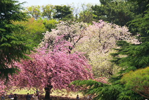 新宿御苑の終わりに近づいた八重桜2_a0263109_14064893.jpg