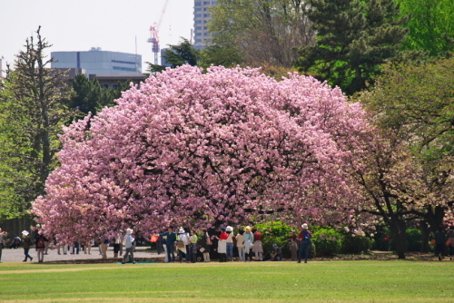 新宿御苑の終わりに近づいた八重桜2_a0263109_14153206.jpg