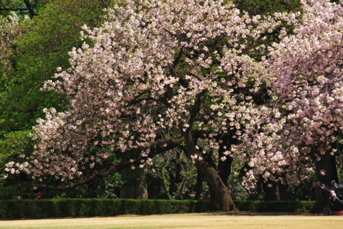 新宿御苑の終わりに近づいた八重桜2_a0263109_14153255.jpg