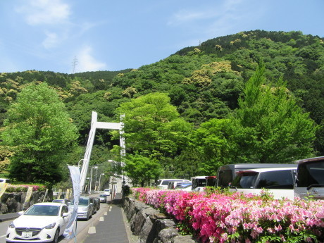 マイントピア別子の早咲き種の芍薬…2017/5/7_f0231709_22222947.jpg