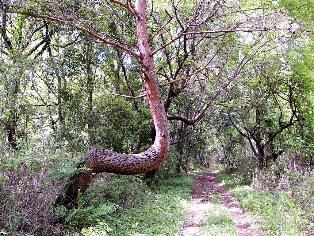 e0364711_10363783.jpg