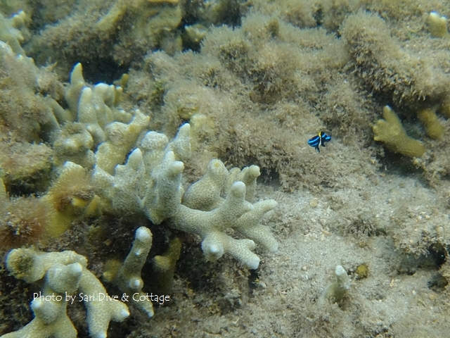 c0211615_18144769.jpg