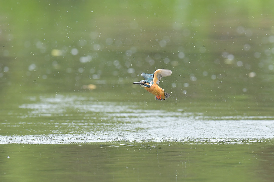 170507 ピラ池水物など_c0278820_18343149.jpg