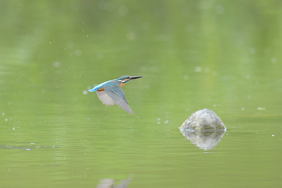 170507 ピラ池水物など_c0278820_1925580.jpg