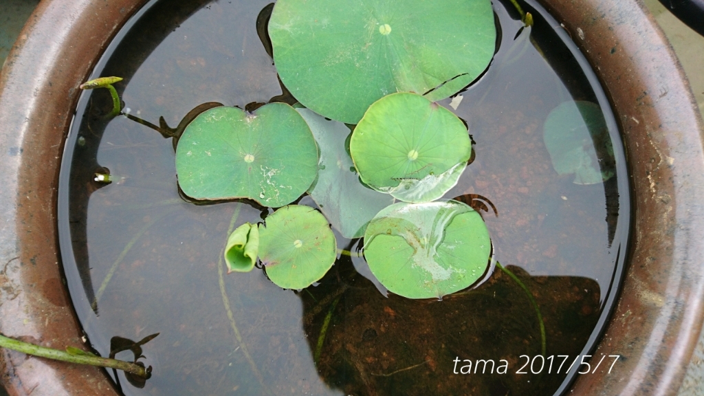 睡蓮プランターの水替えとメダカの様子_f0339422_07153476.jpg