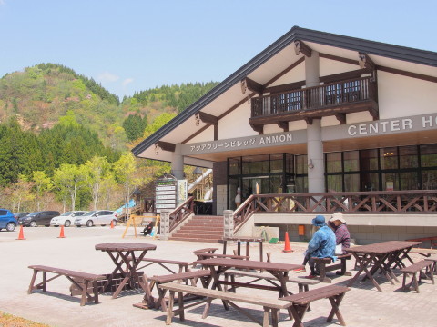 ブナ林散策道のイワウチワ(西目屋村)*2017.05.07_b0147224_20582791.jpg