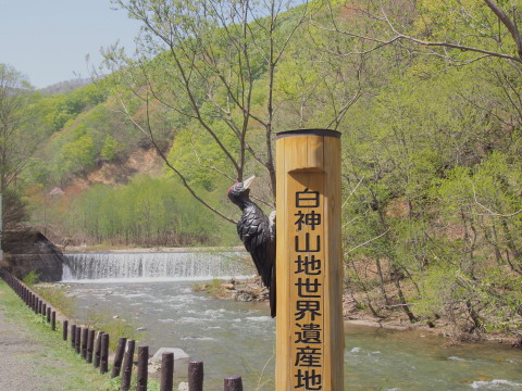 ブナ林散策道のイワウチワ(西目屋村)*2017.05.07_b0147224_20592579.jpg
