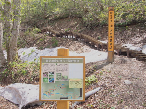 ブナ林散策道のイワウチワ(西目屋村)*2017.05.07_b0147224_20594532.jpg