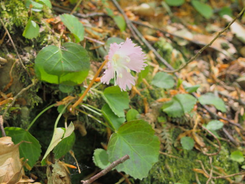 ブナ林散策道のイワウチワ(西目屋村)*2017.05.07_b0147224_2172921.jpg