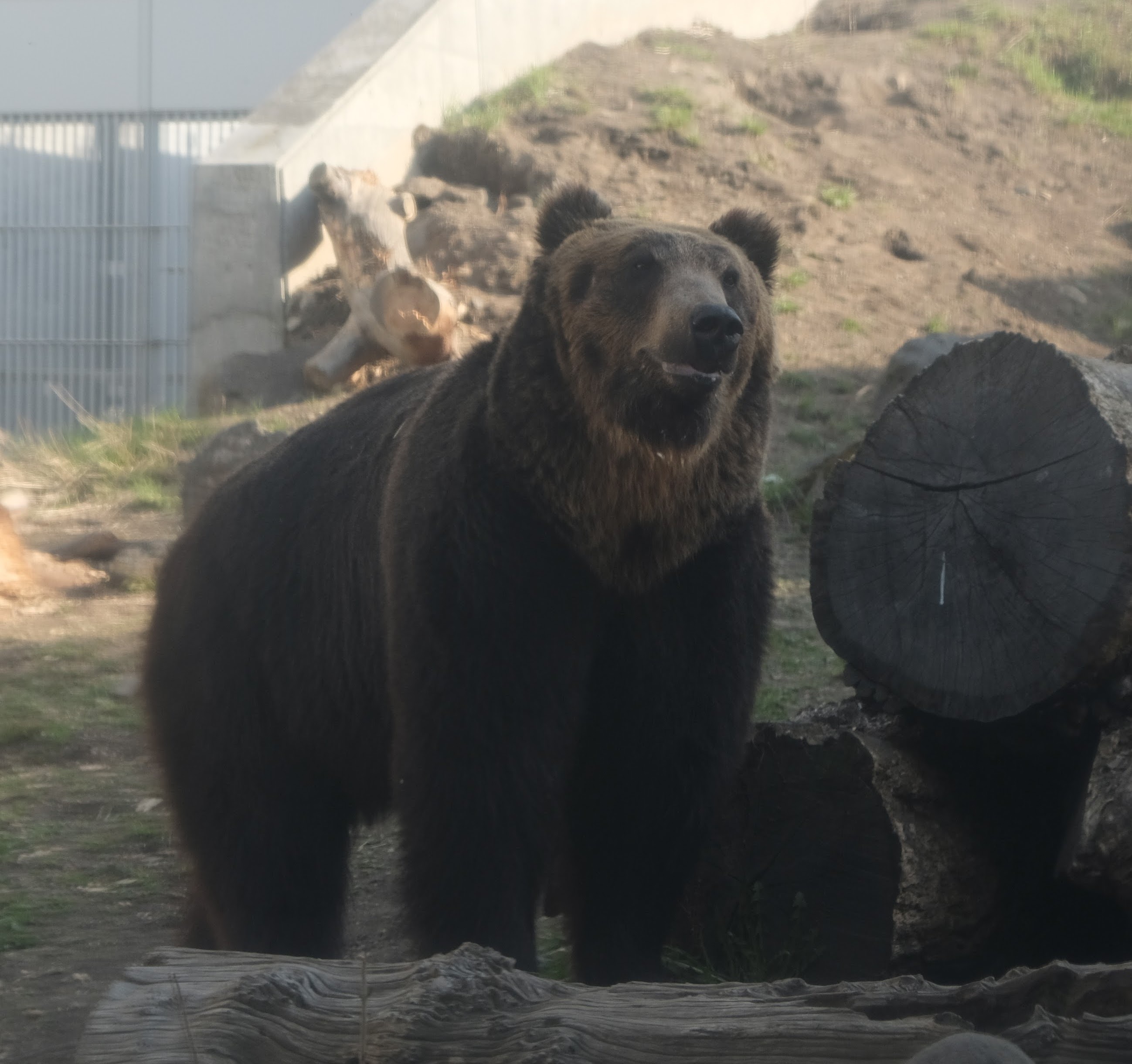 北海道旅行6、 4日目 円山動物園〜北海道神宮〜藻岩山(後悔)〜佐藤(行けず)_b0024832_12423620.jpg