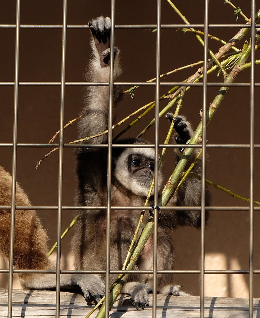 北海道旅行6、 4日目 円山動物園〜北海道神宮〜藻岩山(後悔)〜佐藤(行けず)_b0024832_12451460.jpg