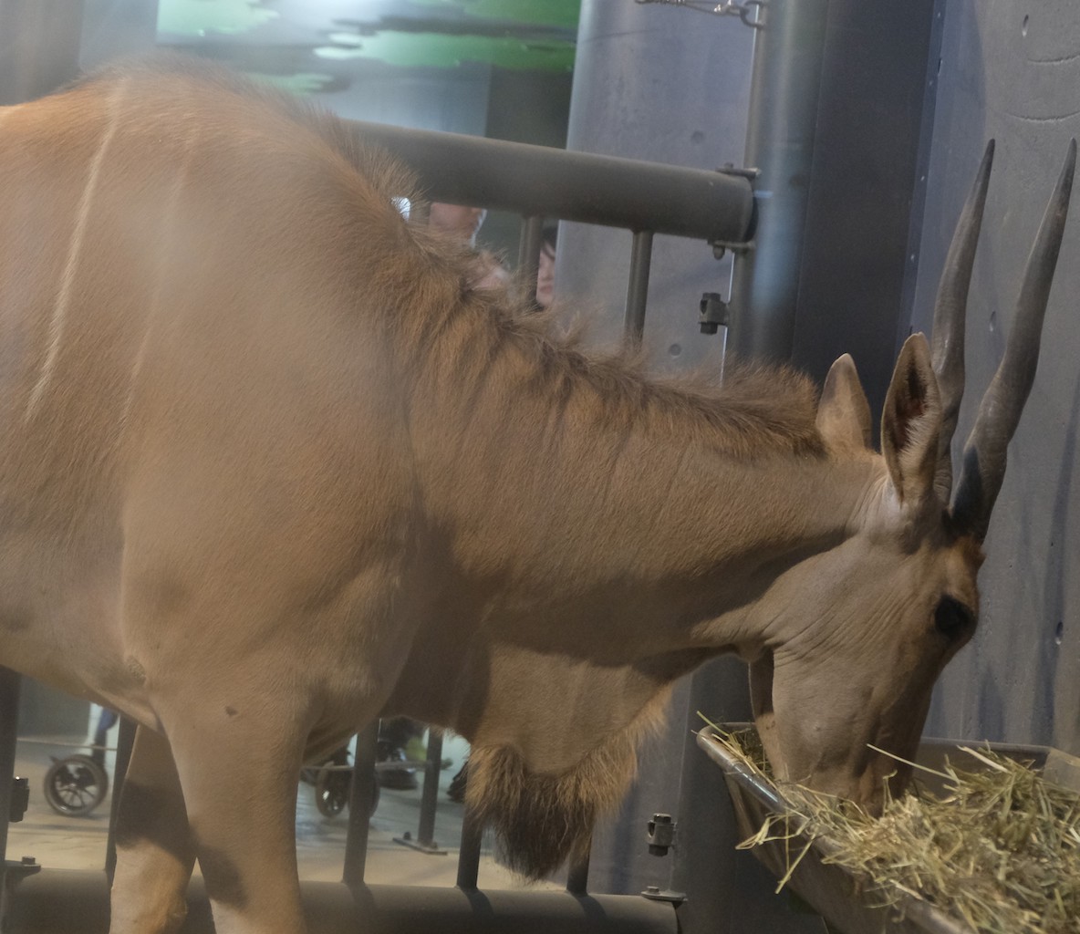 北海道旅行6、 4日目 円山動物園〜北海道神宮〜藻岩山(後悔)〜佐藤(行けず)_b0024832_12472189.jpg