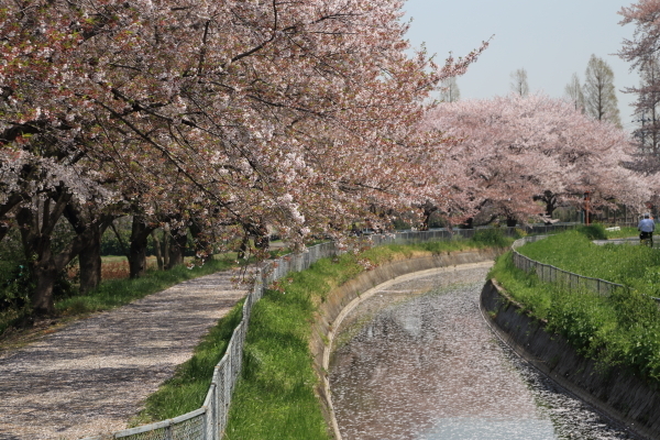 １７年桜紀行１７．見沼代用水西縁の桜並木_f0229832_09065474.jpg