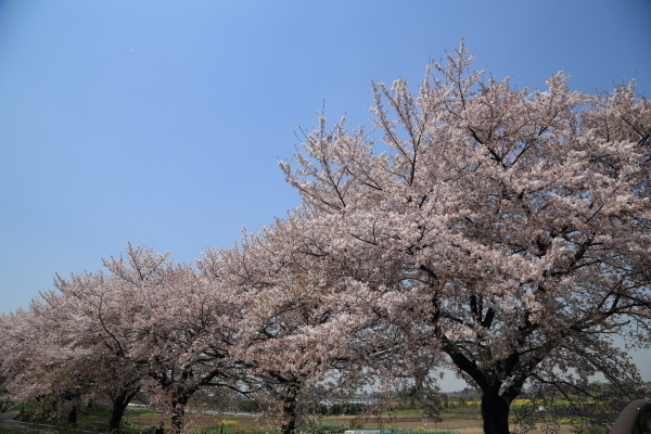 １７年桜紀行１７．見沼代用水西縁の桜並木_f0229832_09072654.jpg