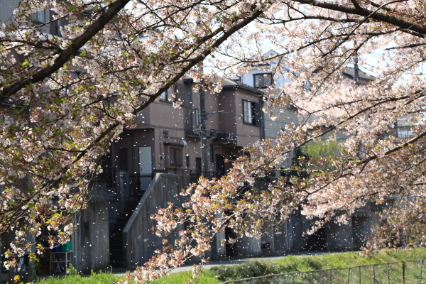 １７年桜紀行１７．見沼代用水西縁の桜並木_f0229832_09074260.jpg