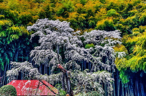 雪村の桜　Ⅱ_a0287533_14575600.jpg