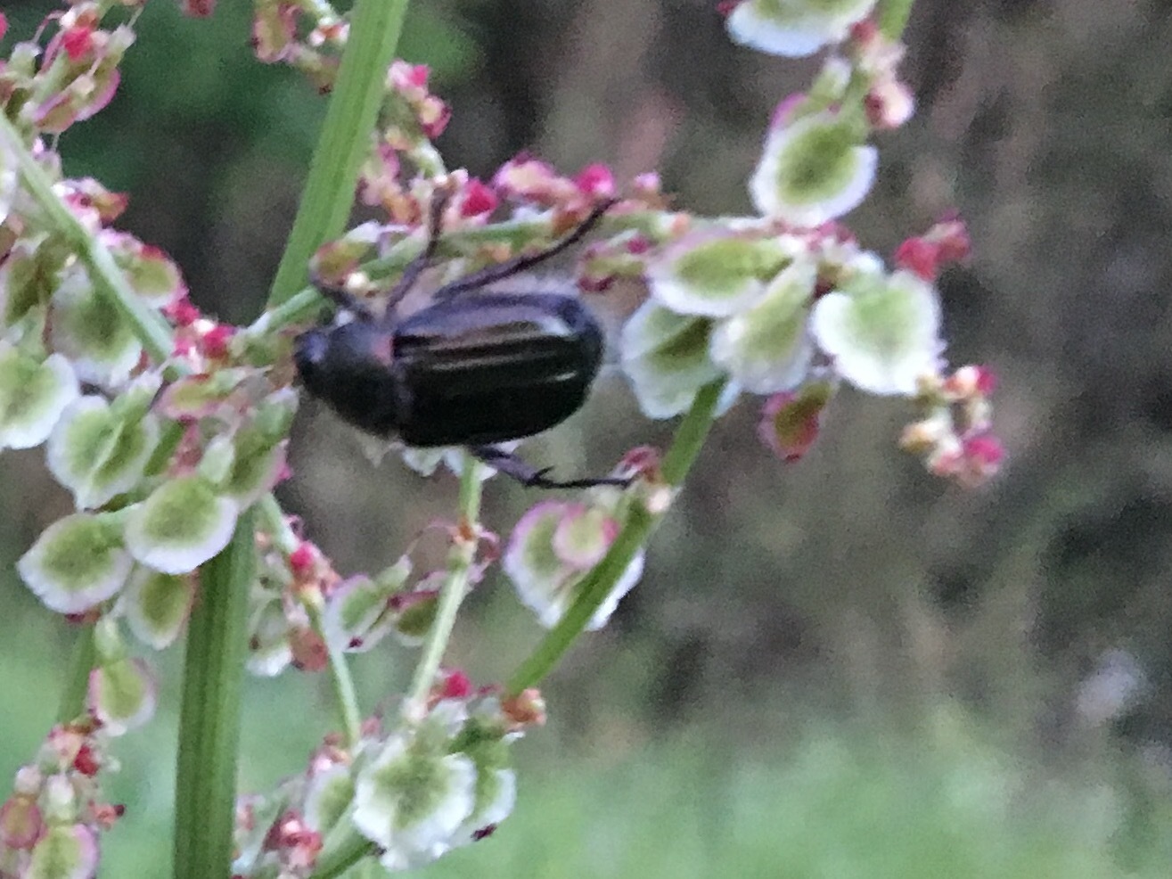 b0330040_15000279.jpg