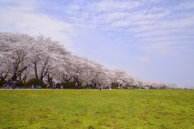 みちのく春巡り　北上展勝地の桜_d0152544_5464677.jpg