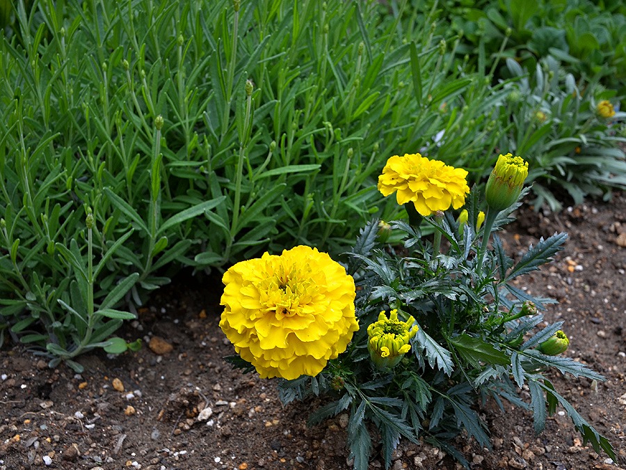 虫除けの花 のぶさんの徒然草