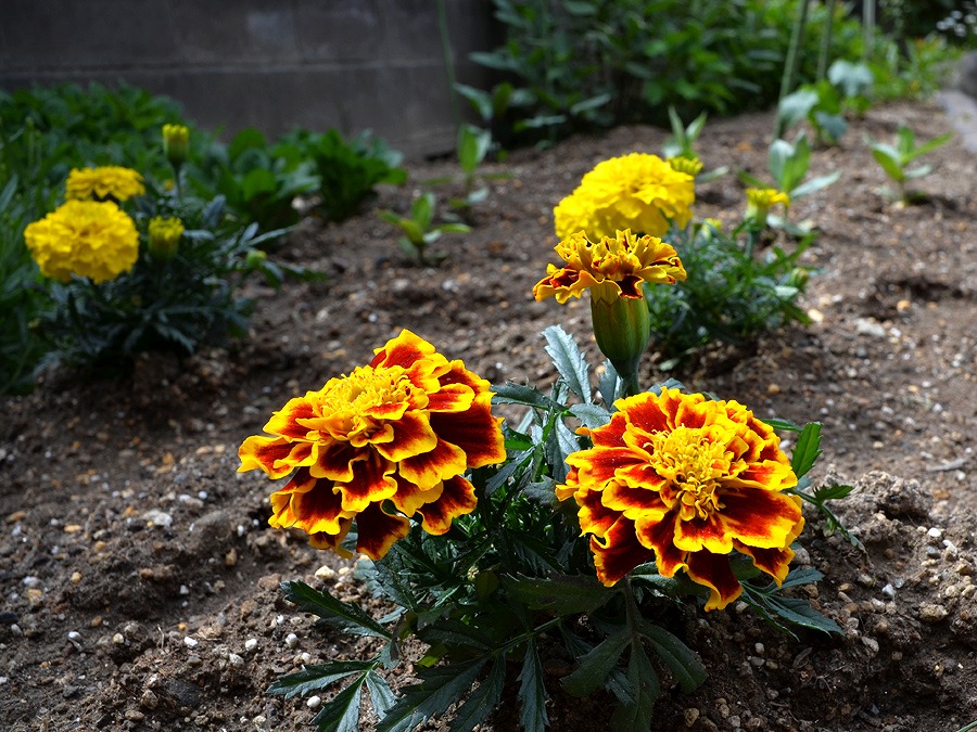 虫除けの花 のぶさんの徒然草