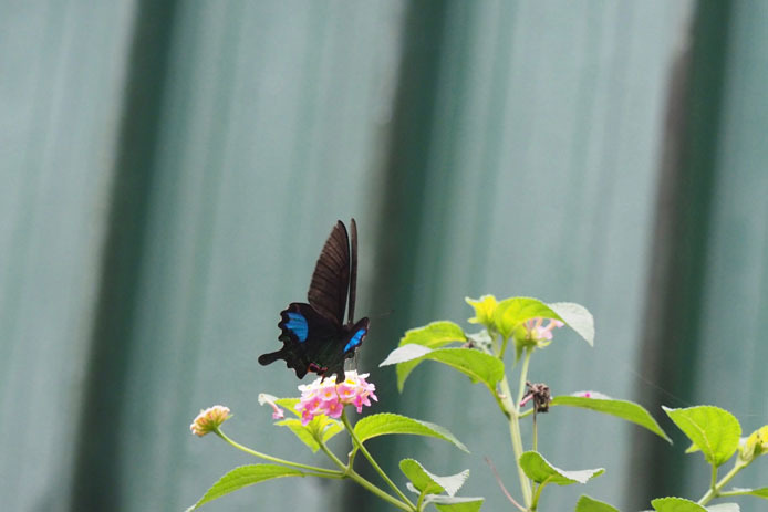 カラスアゲハとルリモンアゲハ　　　　　　　　　　　　　　　　　　　　台北市立動物園・虫虫探索谷_d0149245_07562927.jpg