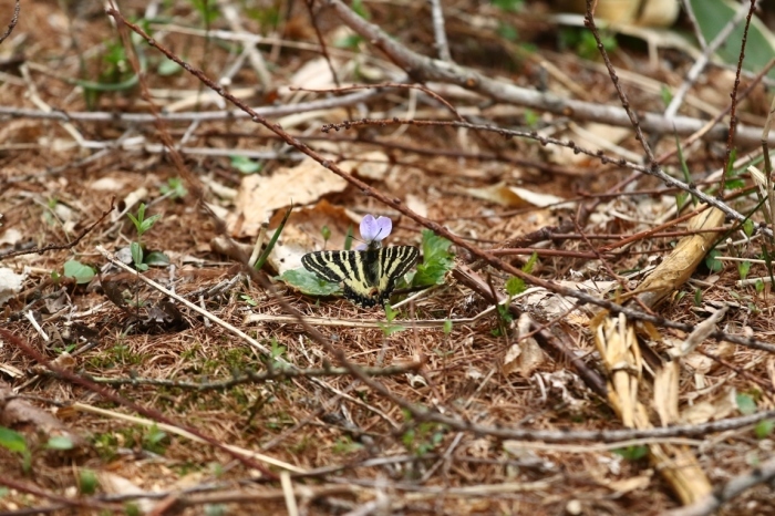 2017 ギフチョウ　_f0217445_19162906.jpg