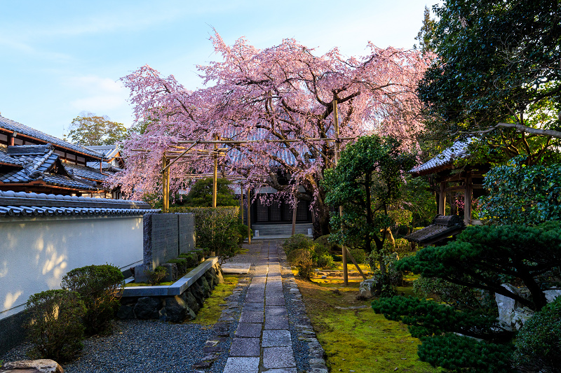 京都の桜2017 西山の一本桜_f0155048_1532291.jpg