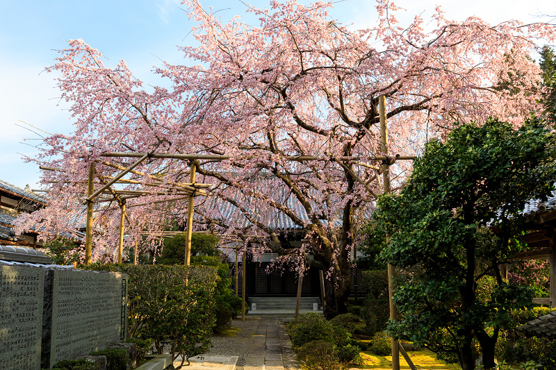 京都の桜2017 西山の一本桜_f0155048_15373583.jpg