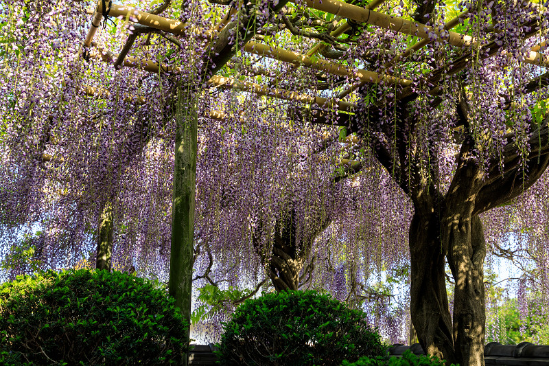 當麻寺塔頭・宗胤院の藤と千佛院のサクラソウ_f0155048_16591194.jpg