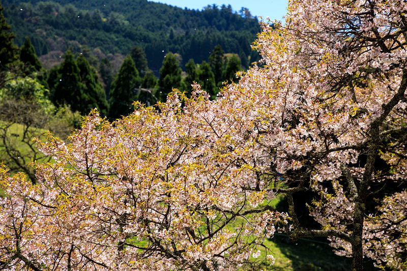 奈良の桜2017 仏隆寺の春_f0155048_17154751.jpg