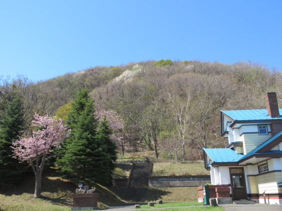 藻岩山　春の花めぐり 　その２_b0366555_11173448.jpg