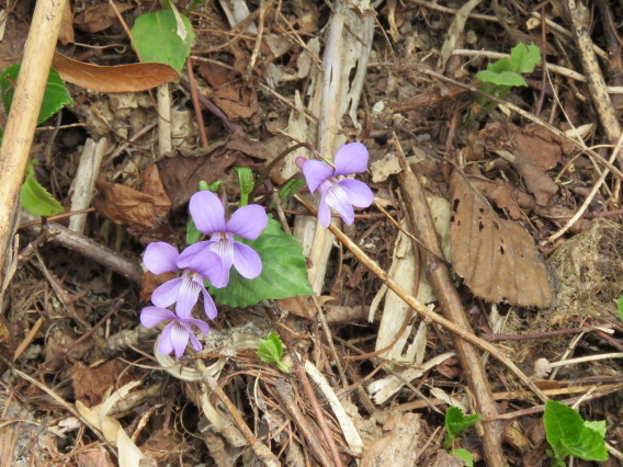 藻岩山　春の花めぐり 　その２_b0366555_11245393.jpg