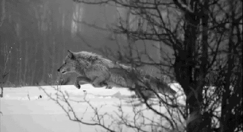 c0119160_21122992.gif