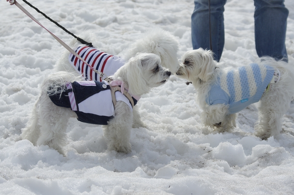 春の蔵王で雪遊び！_c0325866_23023500.jpg