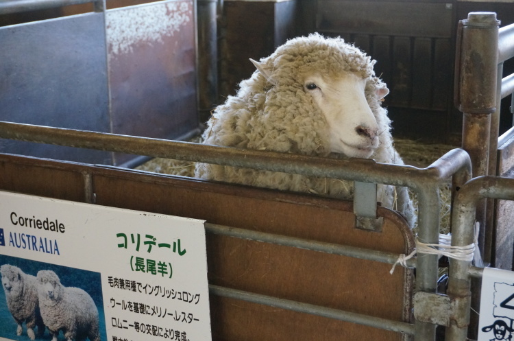 北海道2017春～富良野_e0195766_23270411.jpg