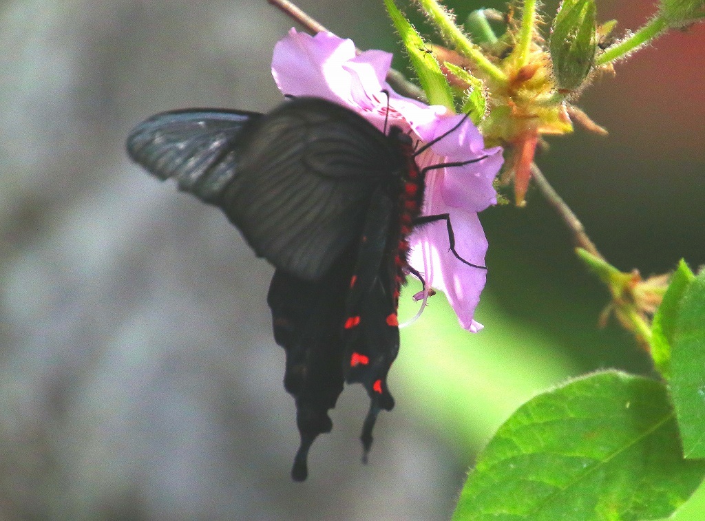 b0320769_20073936.jpg