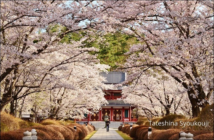 今年は遅い聖光寺の桜_b0341869_11452375.jpg