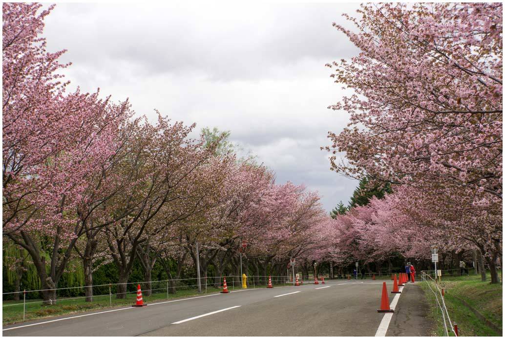 さくら桜さくら_e0046471_07045171.jpg