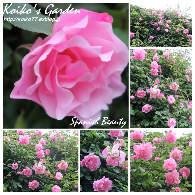 Koiko's Rose Collection 2017 恋子のバラ : 恋子のガーデニング日記